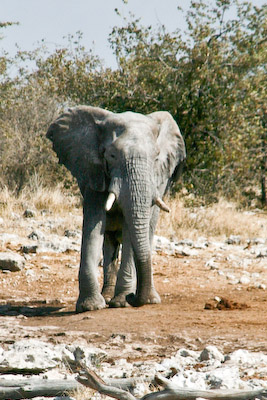 Een solitaire olifantenbul