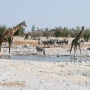 Drukte bij Kalkheuvel, giraffen, zebra's en een springbok<br>Copyright J.H. Bouma & P.A. Jasperse