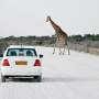 Wachten op een overstekende giraf<br>Copyright J.H. Bouma & P.A. Jasperse