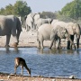 Springbok en olifanten bij klein Namutoni<br>Copyright J.H. Bouma & P.A. Jasperse