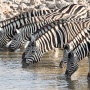 Drinkende zebra's bij Okaukuejo<br>Copyright J.H. Bouma & P.A. Jasperse