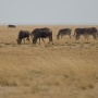 Zebra's en wildebeesten<br>Copyright J.H. Bouma & P.A. Jasperse