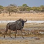 Wildebeest (gnoe)<br>Copyright J.H. Bouma & P.A. Jasperse