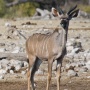 Vrouwtjes kudu<br>Copyright J.H. Bouma & P.A. Jasperse