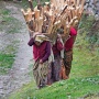 Vrouwen dragen brandhout<br>Copyright J.H. Bouma & P.A. Jasperse