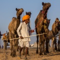 Handelaren arriveren voor de wereldberoemde Pushkar Fair<br>Copyright J.H. Bouma & P.A. Jasperse
