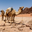 Kamelen in de Wadi Rum woestijn<br>Copyright J.H. Bouma & P.A. Jasperse