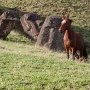 Trots paard wandelt tussen de Moais, Rano Raraku<br>Copyright J.H. Bouma & P.A. Jasperse