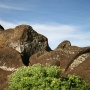 Moai die nooit voltooid is en nog vast zit in de rotsen<br>Copyright J.H. Bouma & P.A. Jasperse