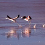 Flamingo's bij Laguna Colorada<br>Copyright J.H. Bouma & P.A. Jasperse