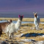 Lama's bij Laguna Colorada<br>Copyright J.H. Bouma & P.A. Jasperse