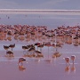 Flamingo's in Laguna Colorada<br>Copyright J.H. Bouma & P.A. Jasperse