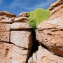 Zeldzame Llaretaplant groeit op de rotsen bij Valle de Rocas<br>Copyright J.H. Bouma & P.A. Jasperse